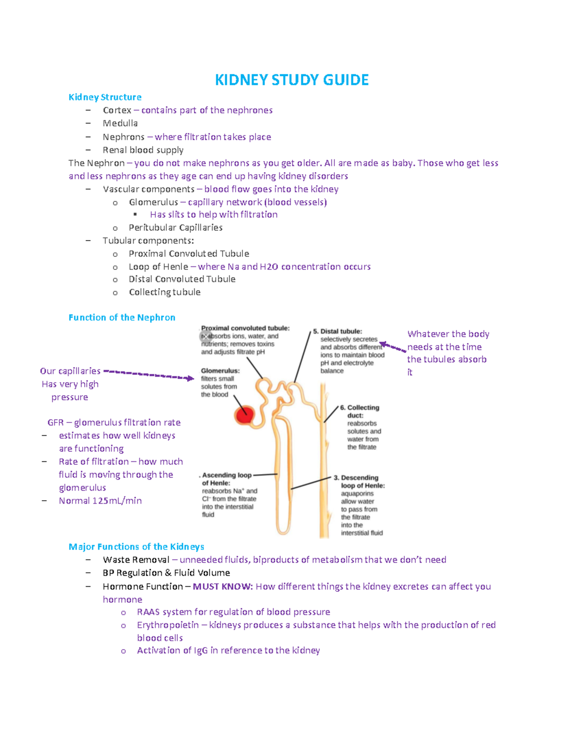 Kidney Study Guide - KIDNEY STUDY GUIDE Kidney Structure - Cortex ...