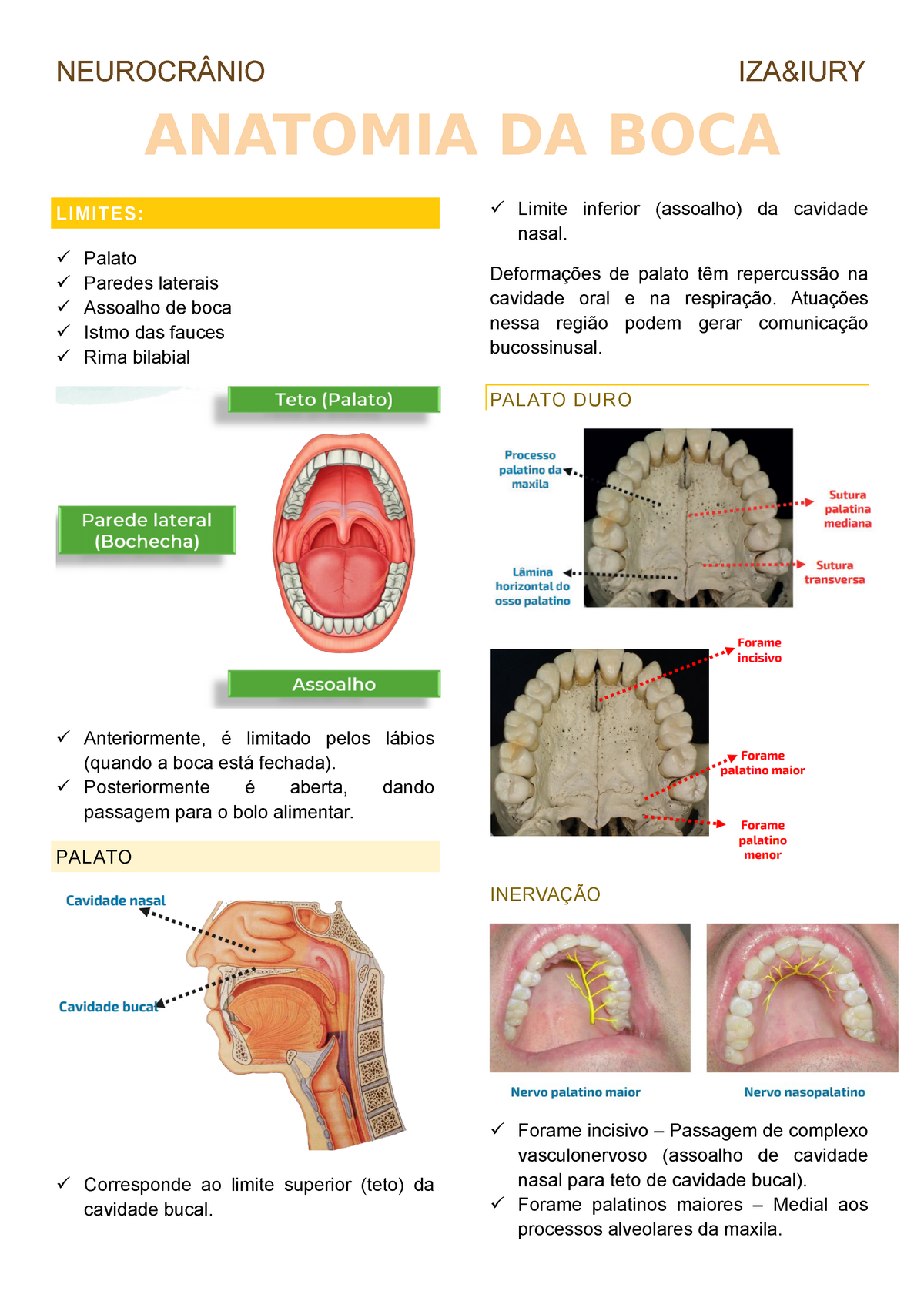 Anatomia E Fisiologia Bucal Anatomia Da Boca Limites Palato Paredes Laterais Assoalho De 0452