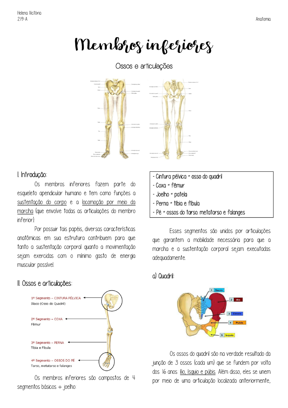 Anatomia MMSS - resumo - MEMBRO SUPERIOR Os ossos dos membros superiores  podem ser divididos em - Studocu