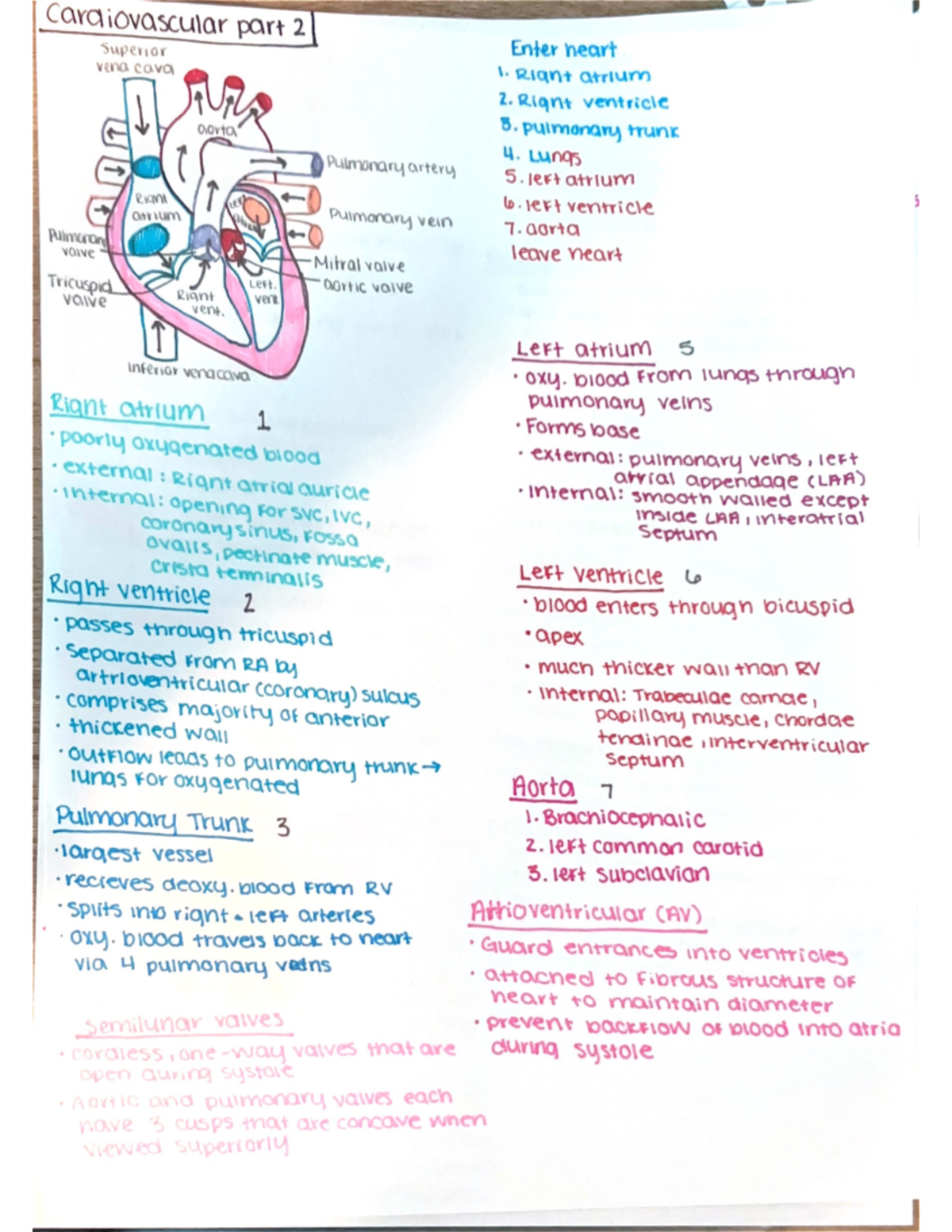 Cardiovascular Part 2 - Biol 2260 - Studocu