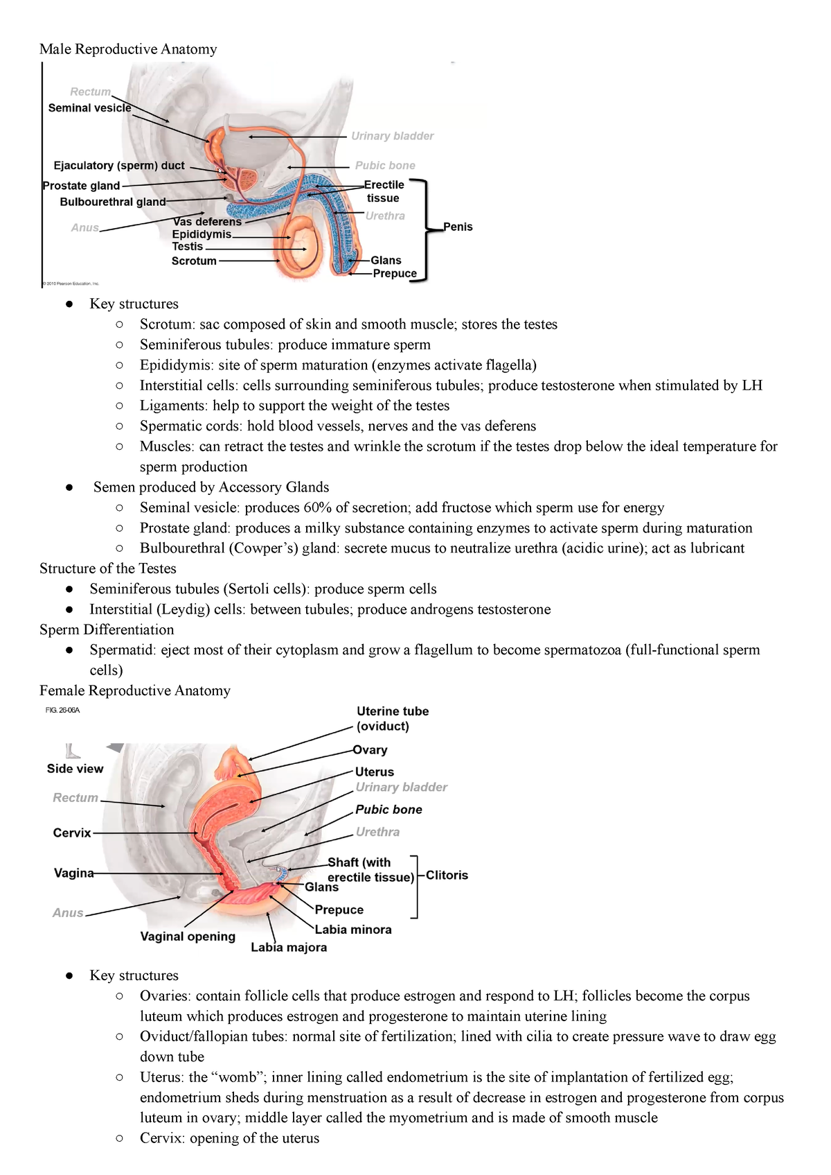 Reproductive System - Lecture notes All - Male Reproductive Anatomy Key ...