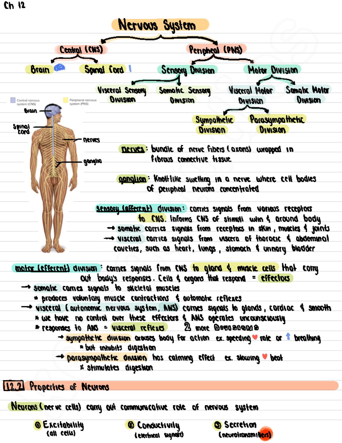 Chapter 11 The Nervous System And Nervous Tissues - Ch 12 Nervous ...