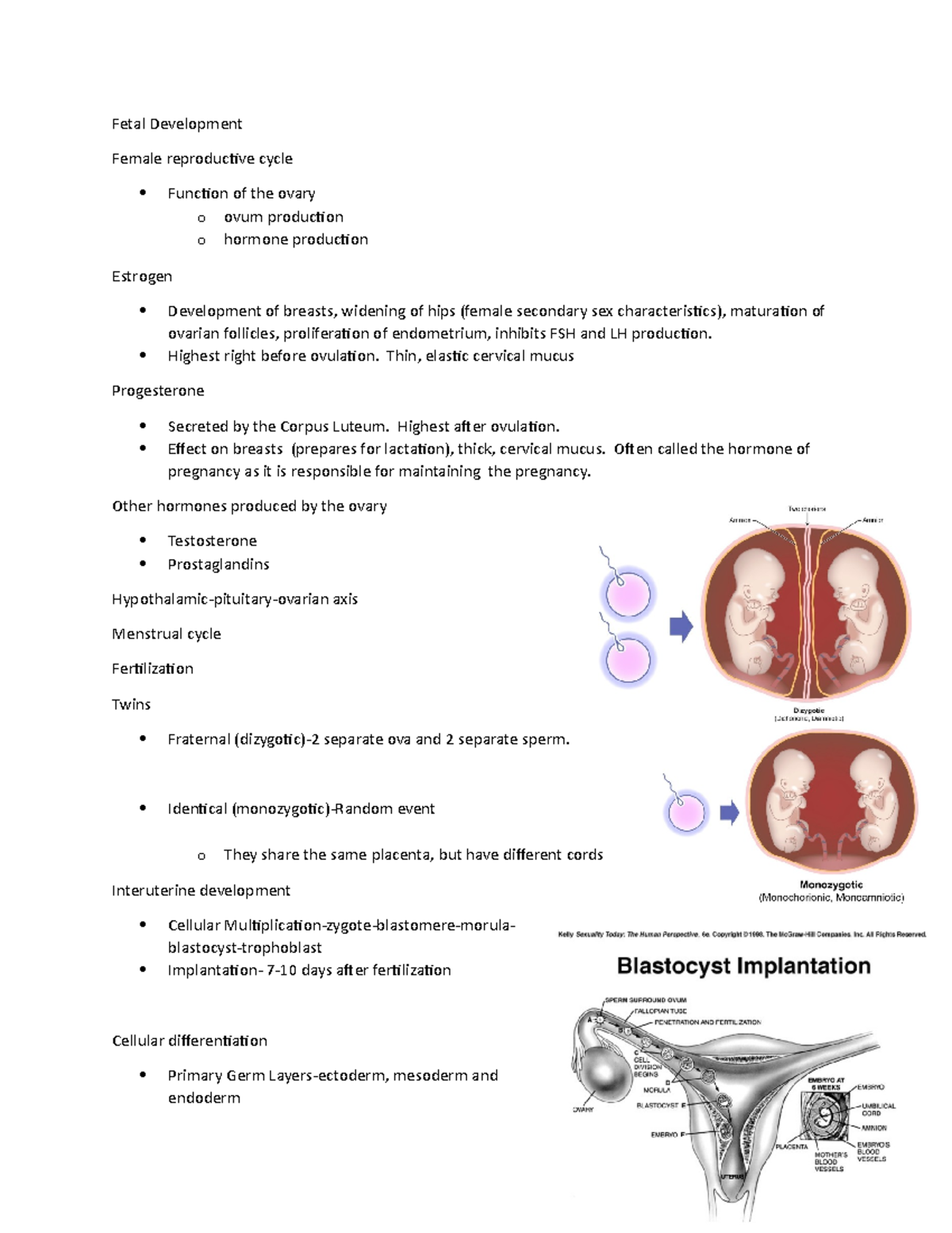 Fetal Development - Exam 1 material - Fetal Development Female ...