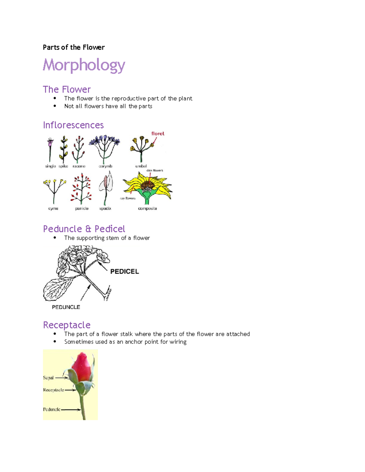 Morphology of a Flower - Parts of the Flower Morphology The Flower The ...