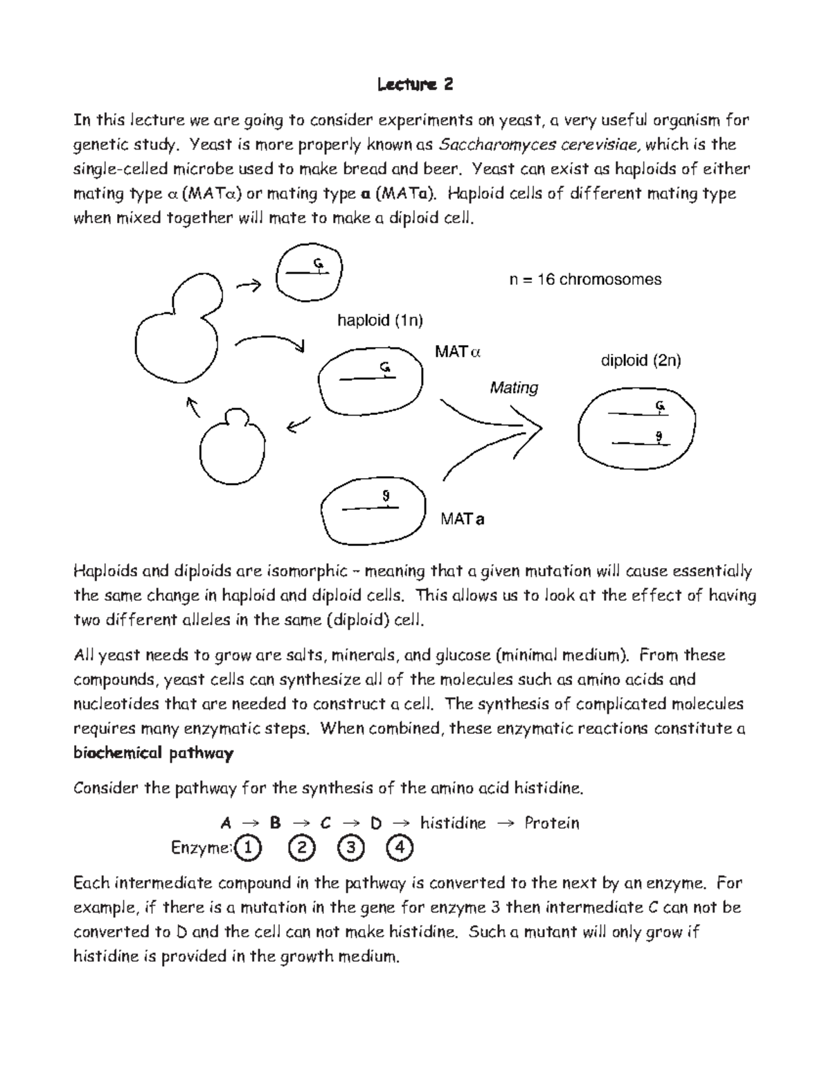 The Complementation Test and Gene Function - Lecture 2Lecture 2Lecture ...