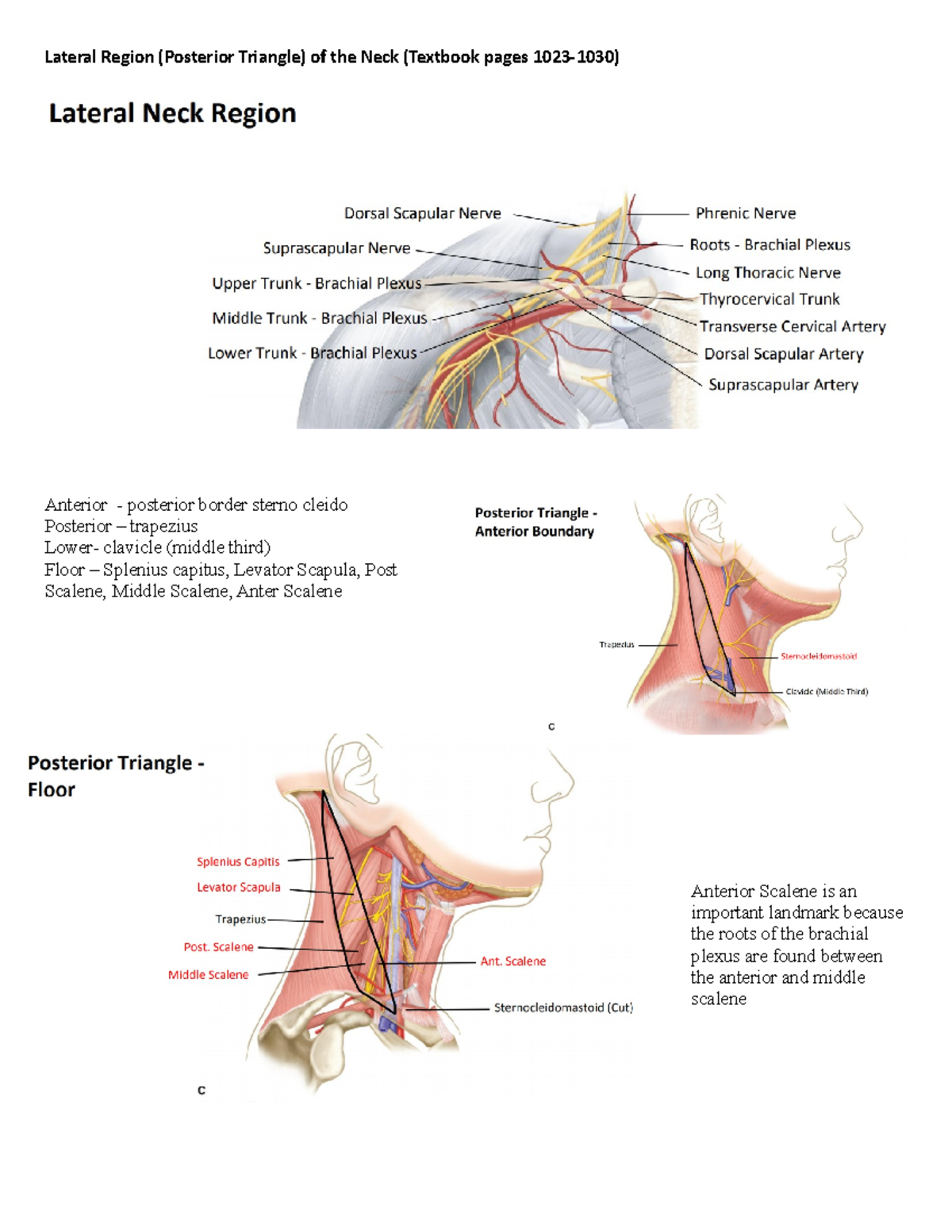 Week 8 Neck - Study Notes - Lateral Region (Posterior Triangle) of the ...