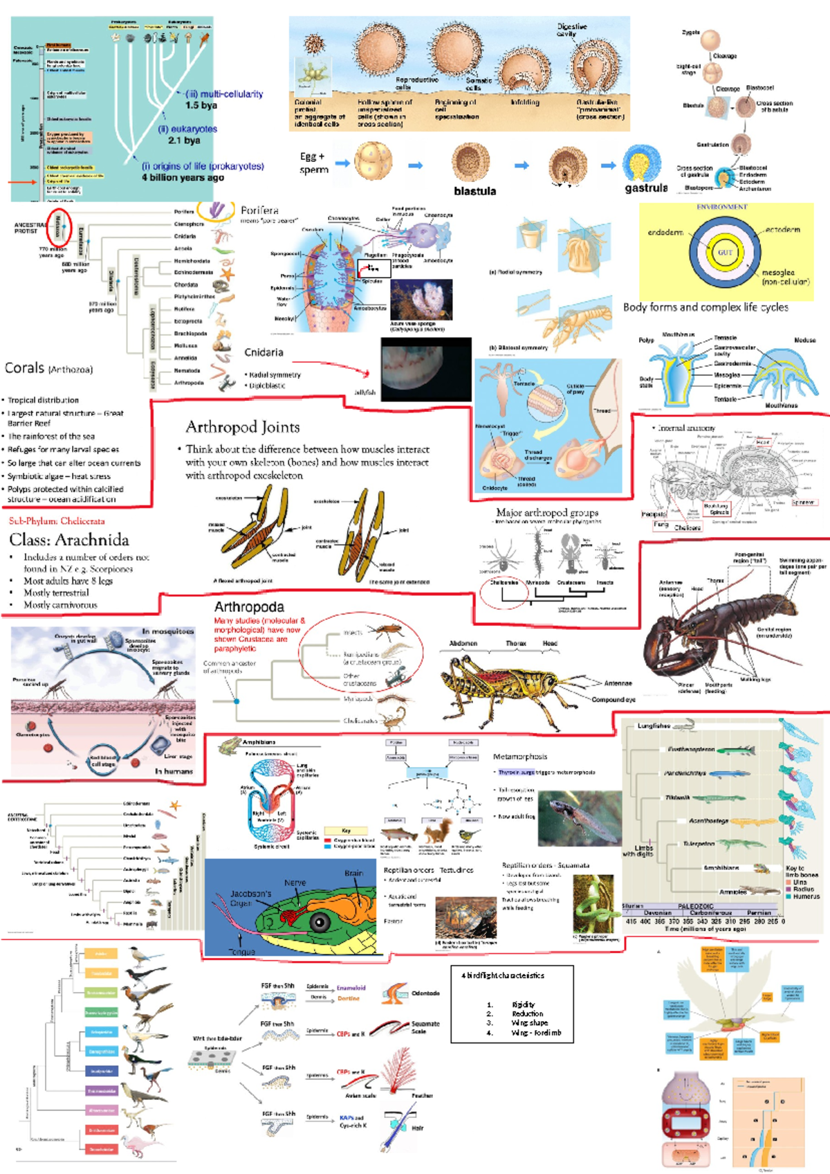 Cheat sheet 108 - Biodiversity - / For buoyancy 4 bird flight ...