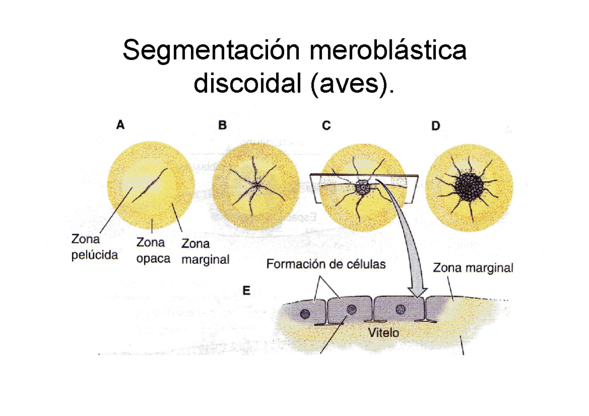 gastrulación de aves