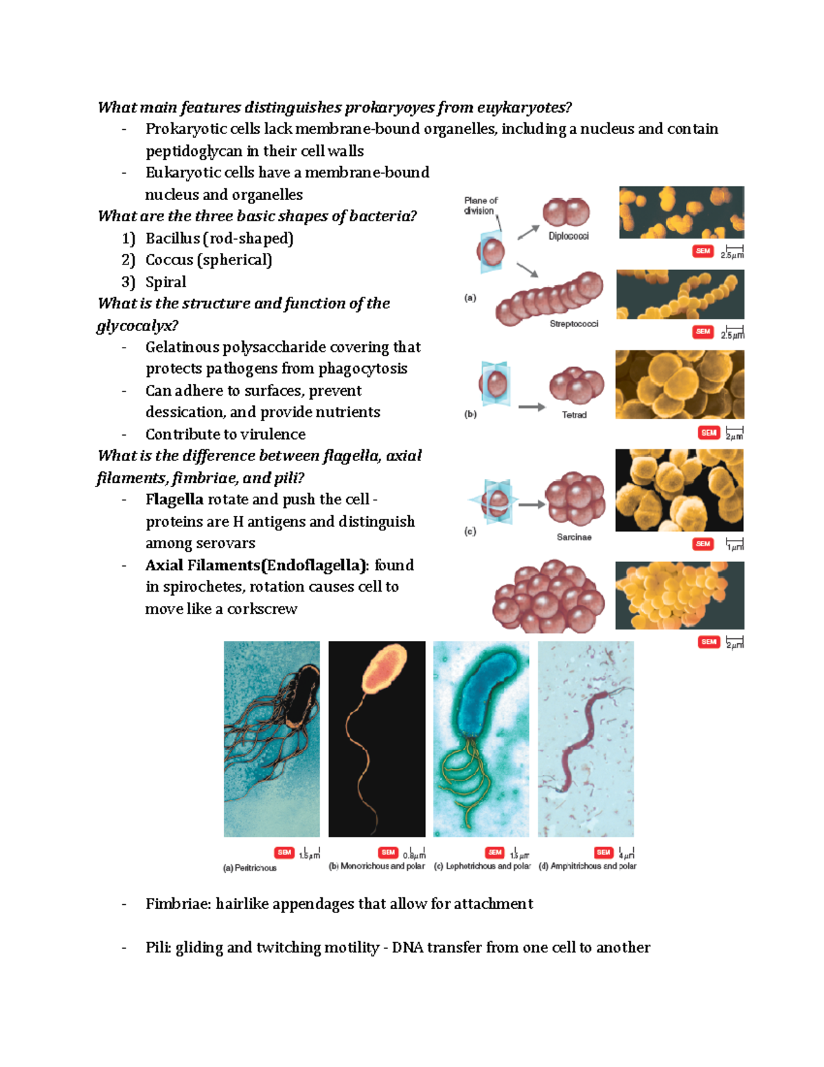 Chapter 4 Microbiology Study Guide - What main features distinguishes ...