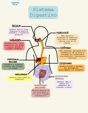 [Solved] Cuales son las estructuras que componen el pediculo pulmonar ...