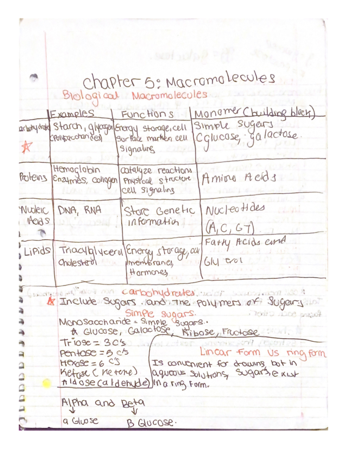 Chapter 5 macromolecules - BIO 103 - John Jay - Studocu