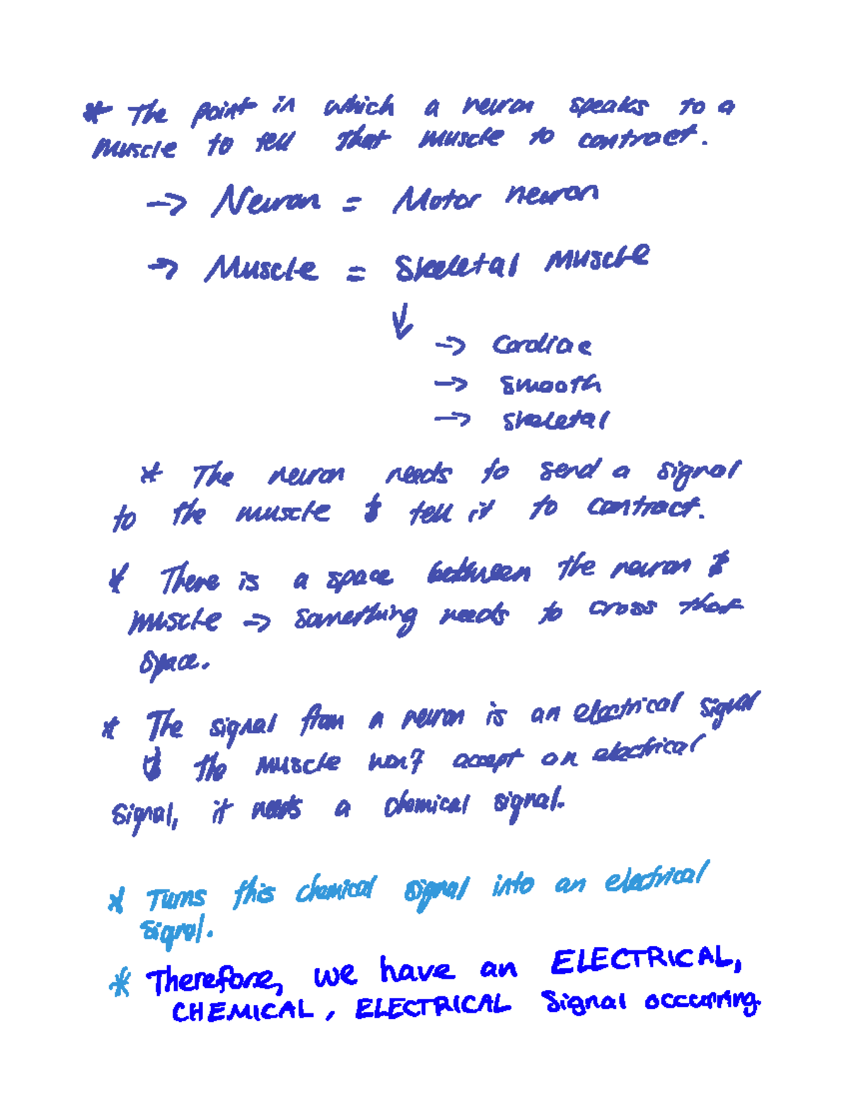 Neuromuscular Junction NMJ - the point in which a neuron speaks to a ...