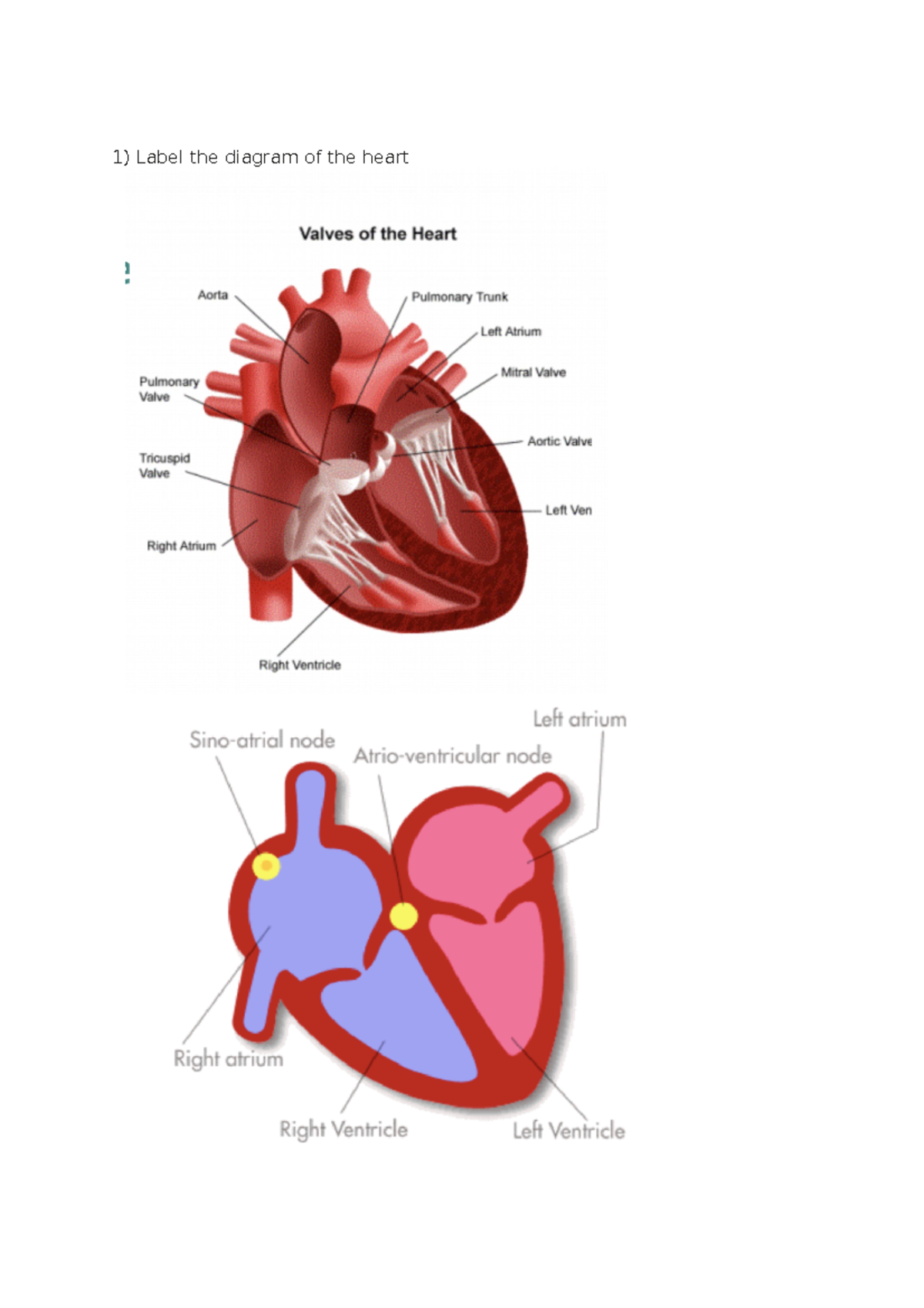 Hltaap 002 - Exam - Part 1 - Label the diagram of the heart Identity ...