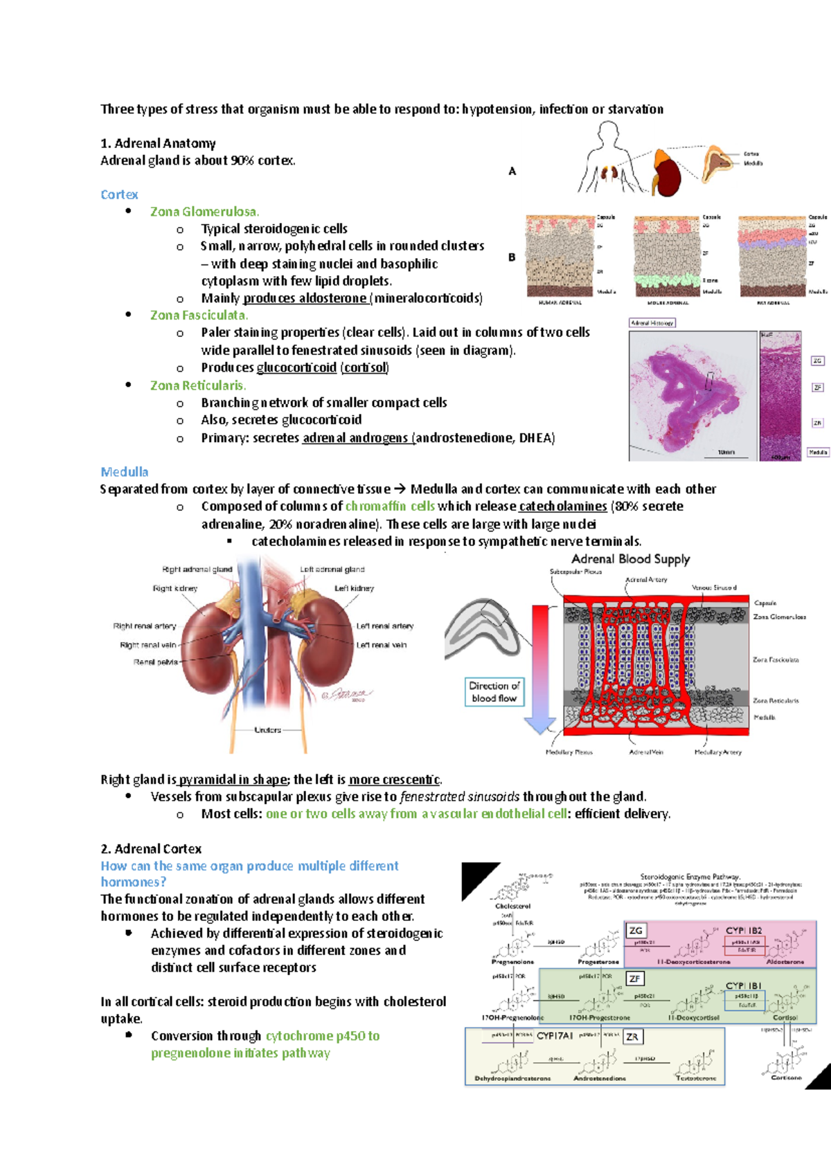 Adrenal gland - Three types of stress that organism must be able to ...