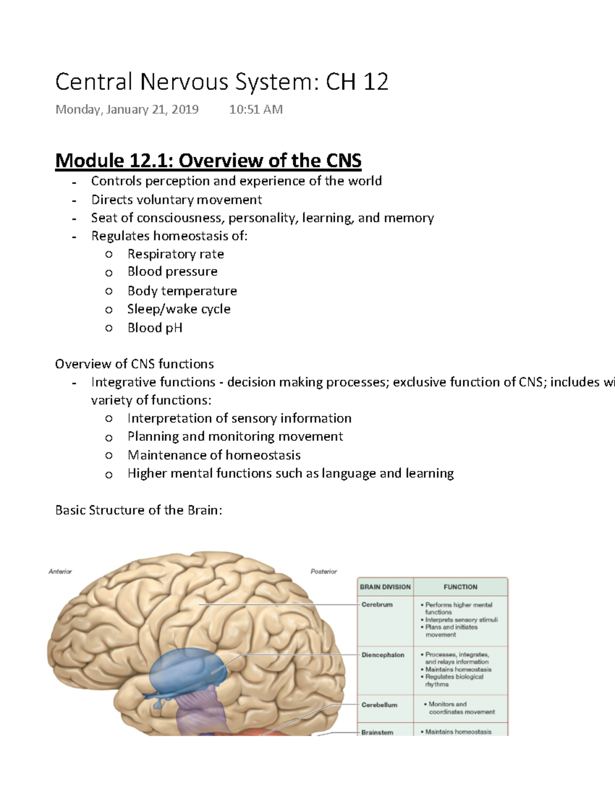 Nervous System - First-year nursing anatomy and physiology exam notes ...