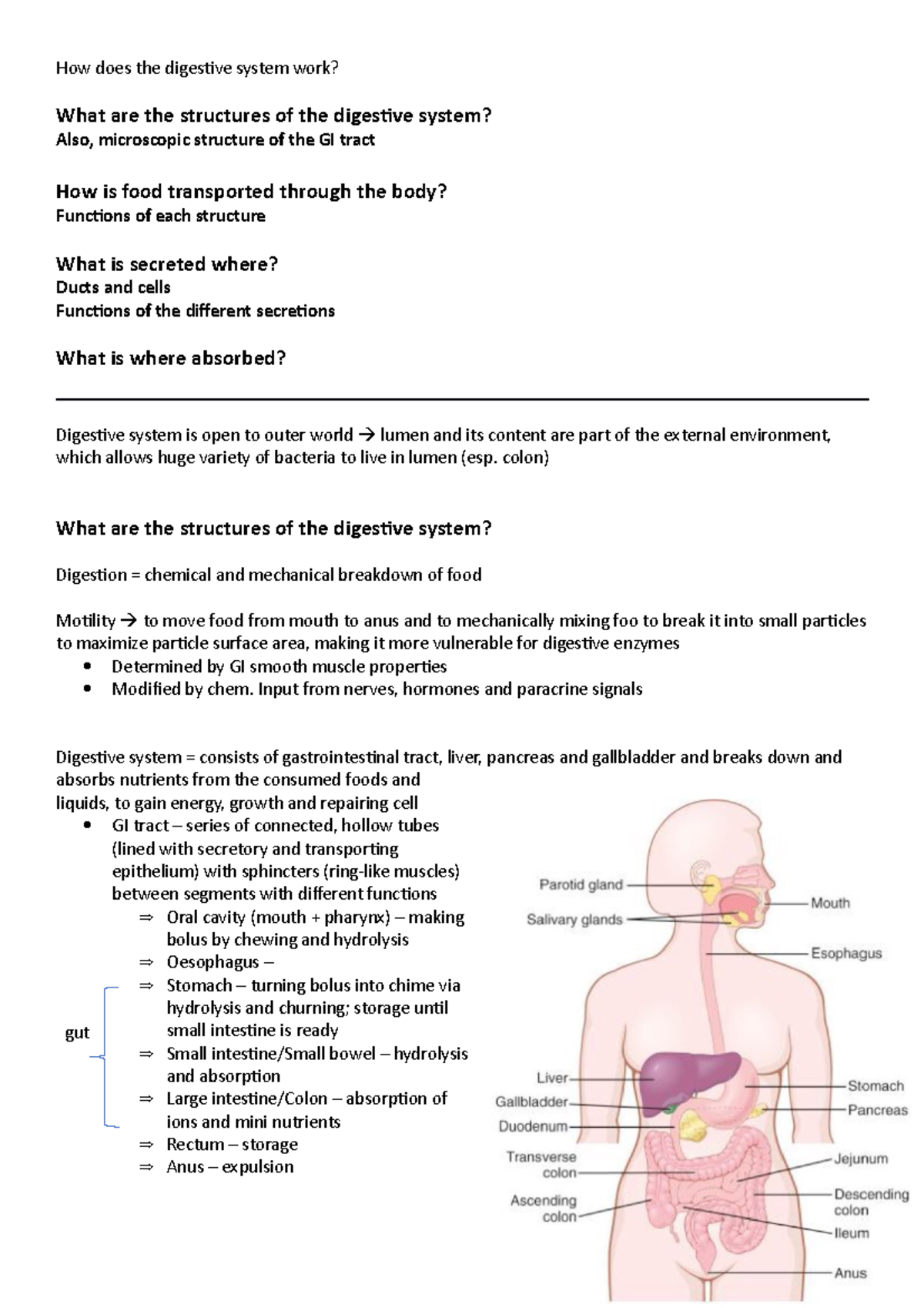 Case 6 Digestive system How does the digestive system work? What