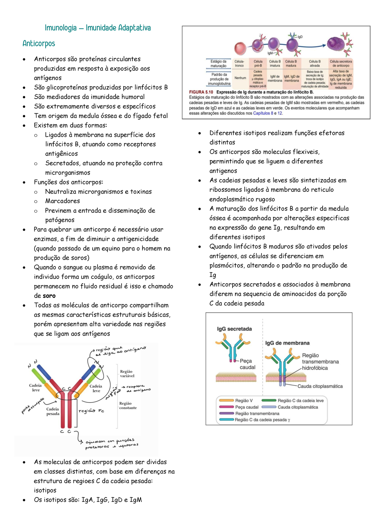 Anticorpos - Resumo Do Livro Imunolgia Basica - Inmunología Básica ...