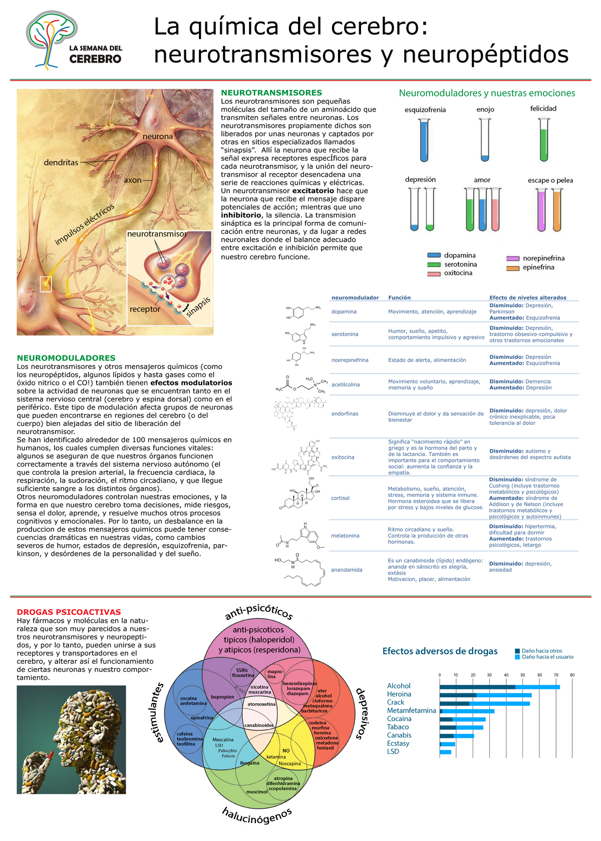 Neuroquimica 1 - La química del cerebro: neurotransmisores y ...
