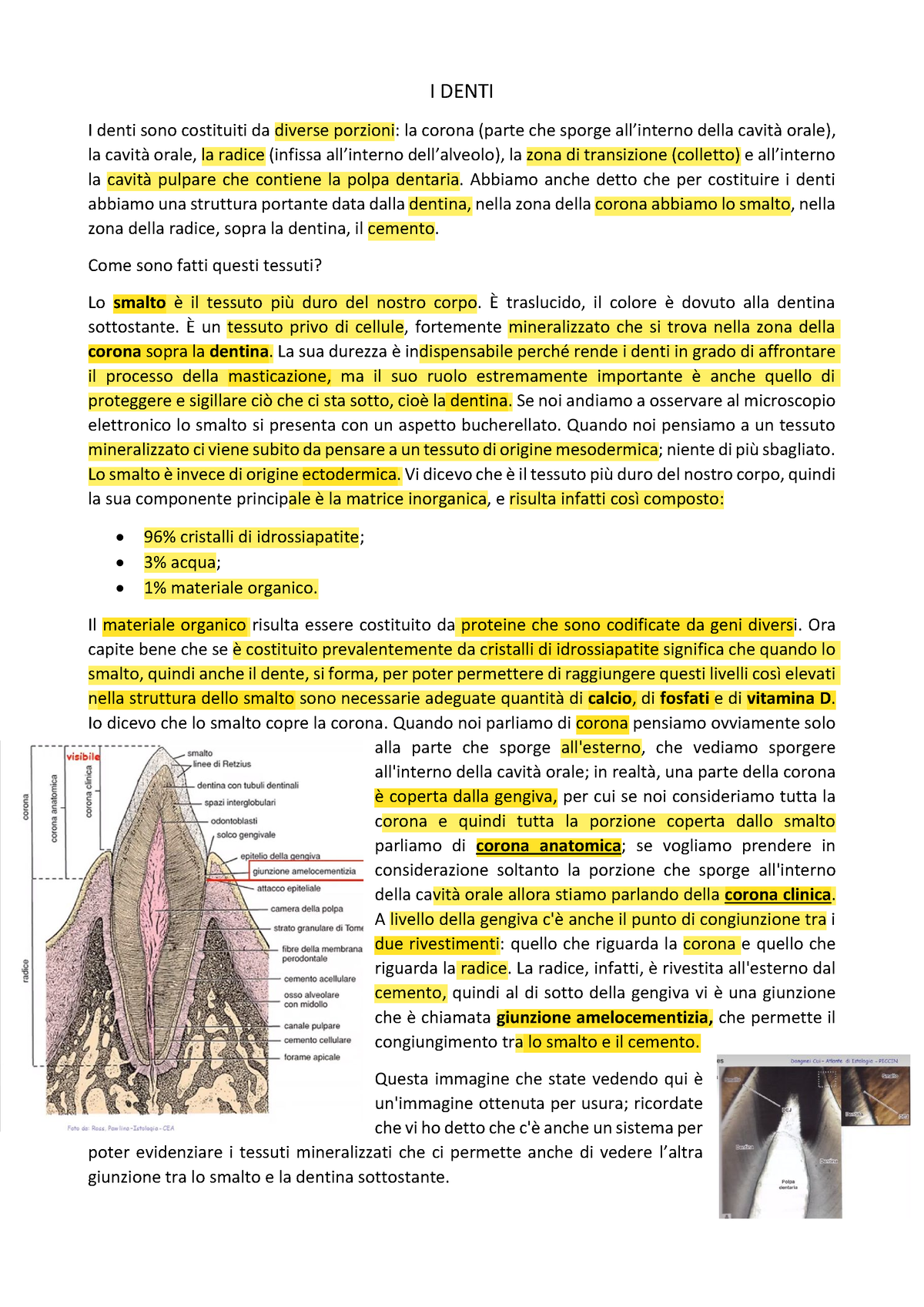 Cavità orale 2 - I DENTI I denti sono costituiti da diverse porzioni: la  corona (parte che sporge - Studocu