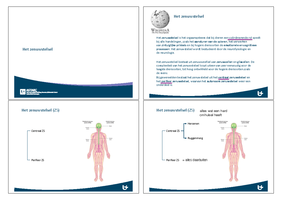 Het Centrale Zenuwstelsel - Het Zenuwstelsel Het Zenuwstelsel Hetbij ...
