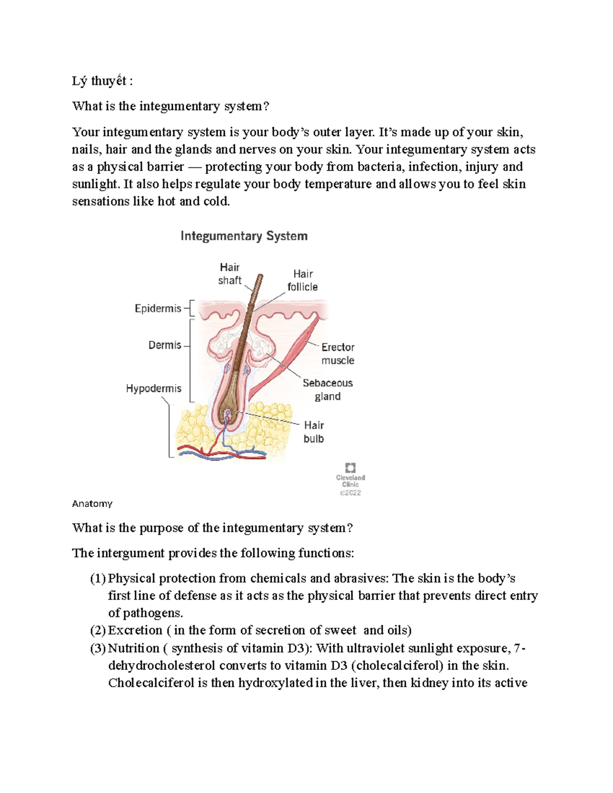 Intergumentary systems an function - Lý thuyết : What is the ...