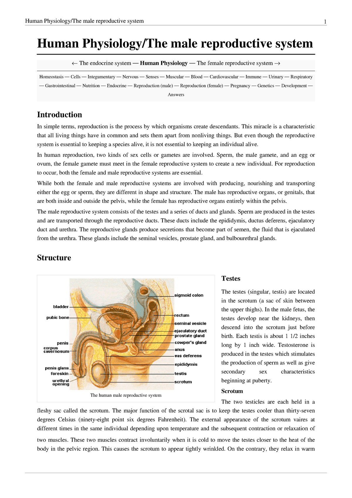 male reproductive system assignment slideshare