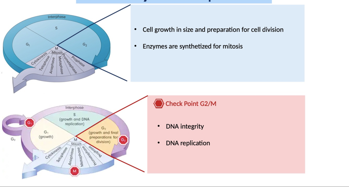CELL GROWTH in cells - C100 - Studocu