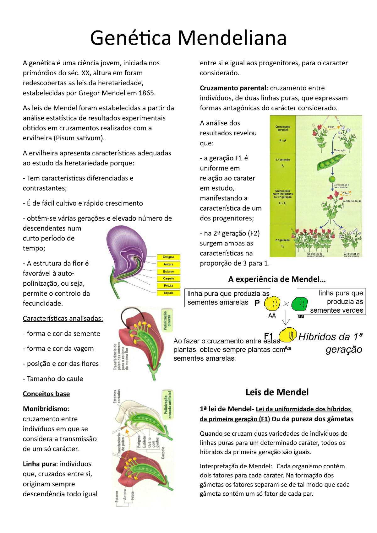 Genética Mendeliana - Resumo - Genética Mendeliana A Genética é Uma ...