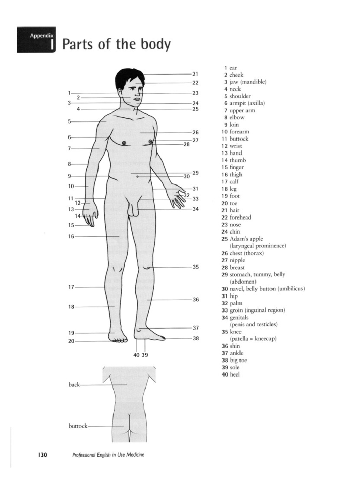 Parts of the body (male) - Appendix Parts of the body 1 ear 21 2 cheek ...