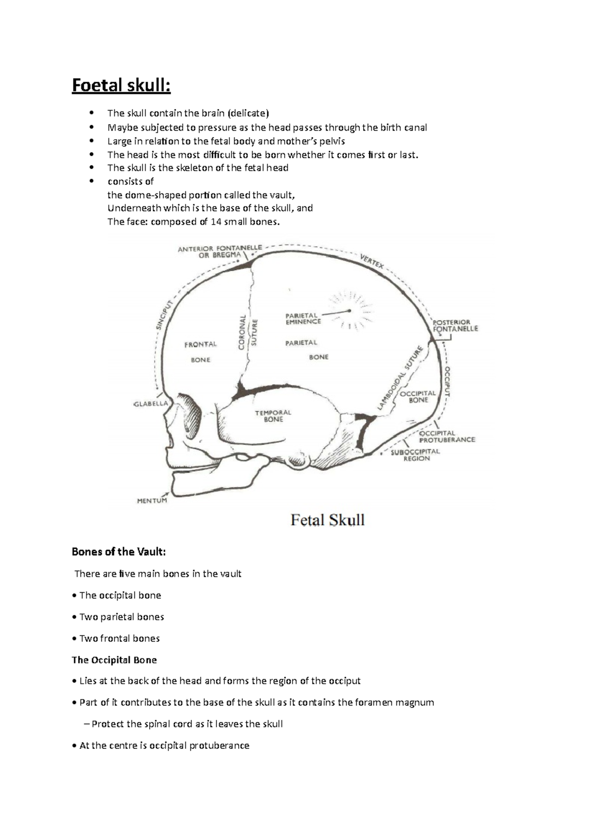 Fetal skull Foetal skull The skull contain the brain (delicate