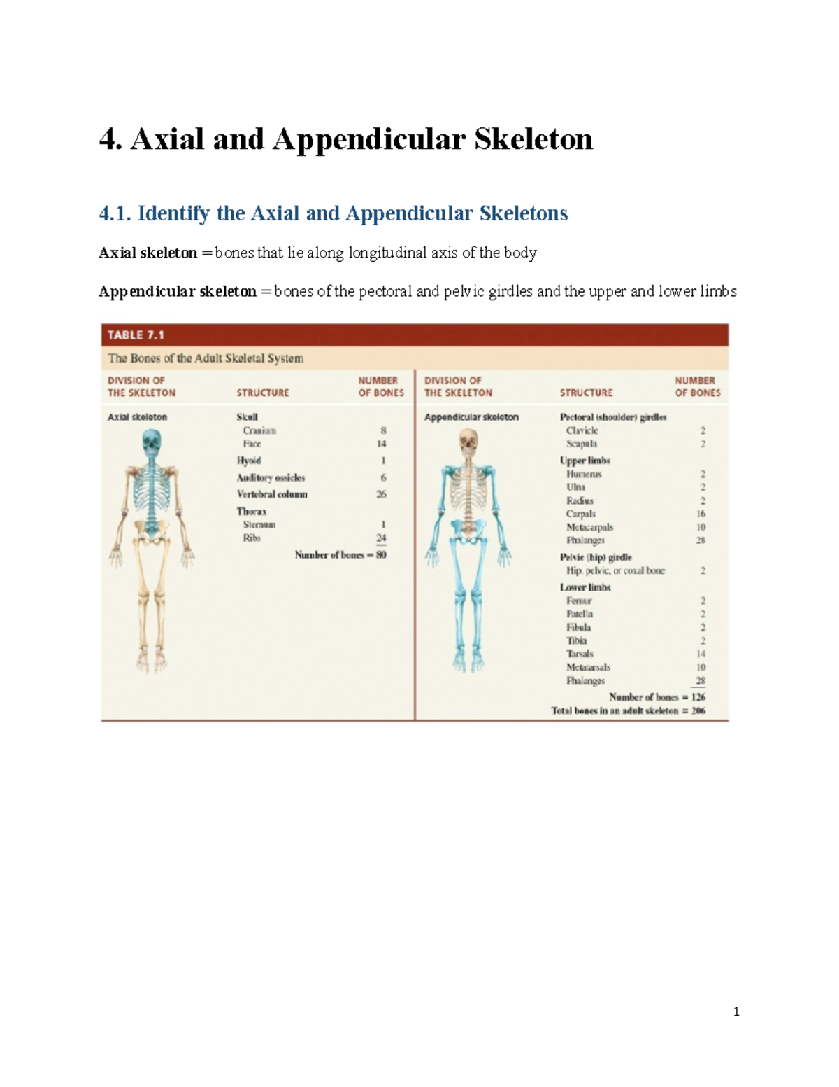 Axial And Appendicular Skeleton Quiz