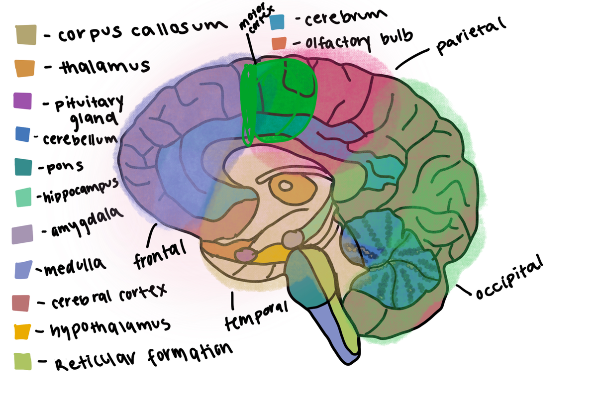 Untitled Artwork-1 - The brain - BIOS 300 - Studocu