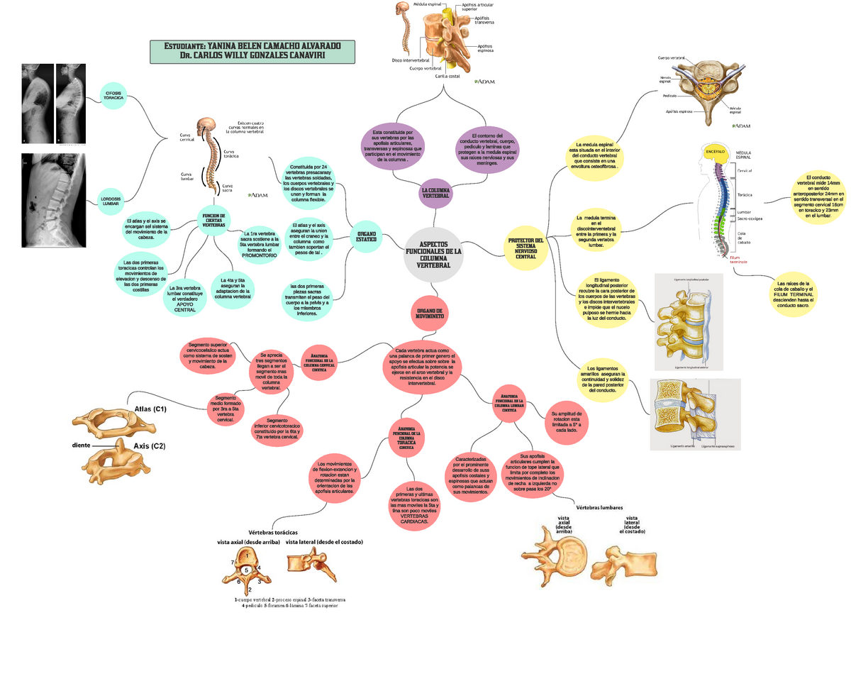 Mapa Mental Aspectos Funciones de la Columna Vertebral - ASPECTOS  FUNCIONALES DE LA COLUMNA - Studocu