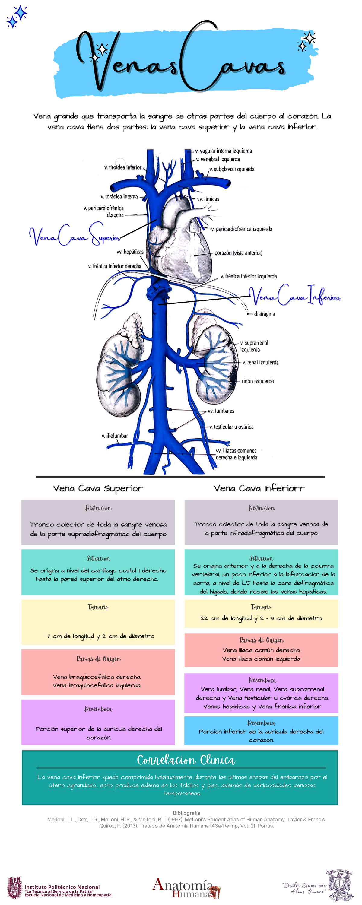 Venas cavas Venas CavasVenas Cavas Vena grande que transporta la