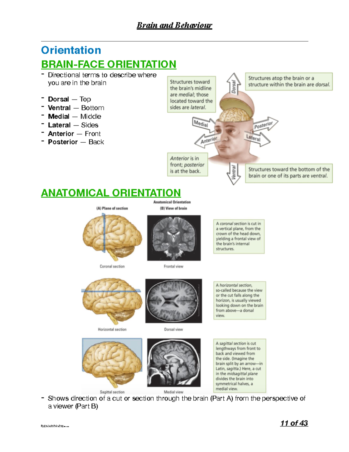 Brain and Behav - Lecture notes 4-6 - Brain and Behaviour Orientation ...