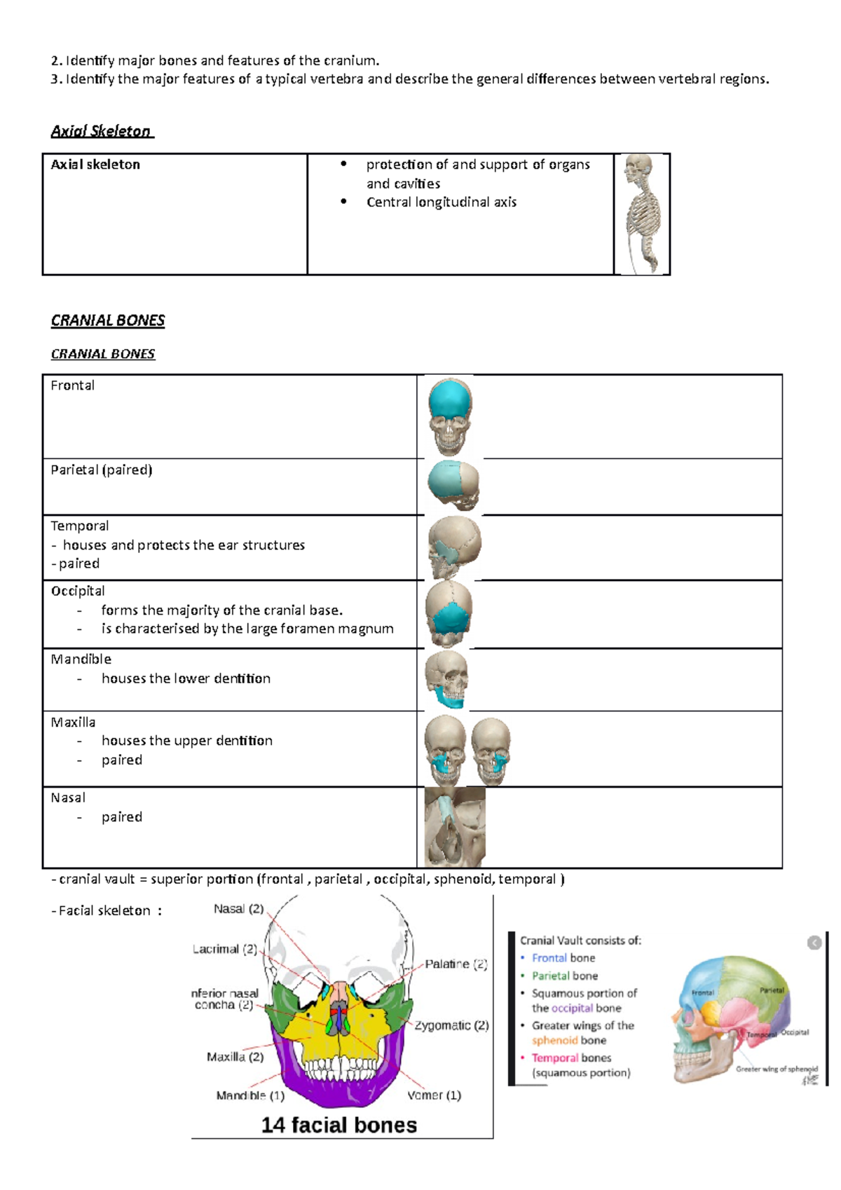 Correctly Label The Following Anatomical Features Of A Vertebra - cjulswd