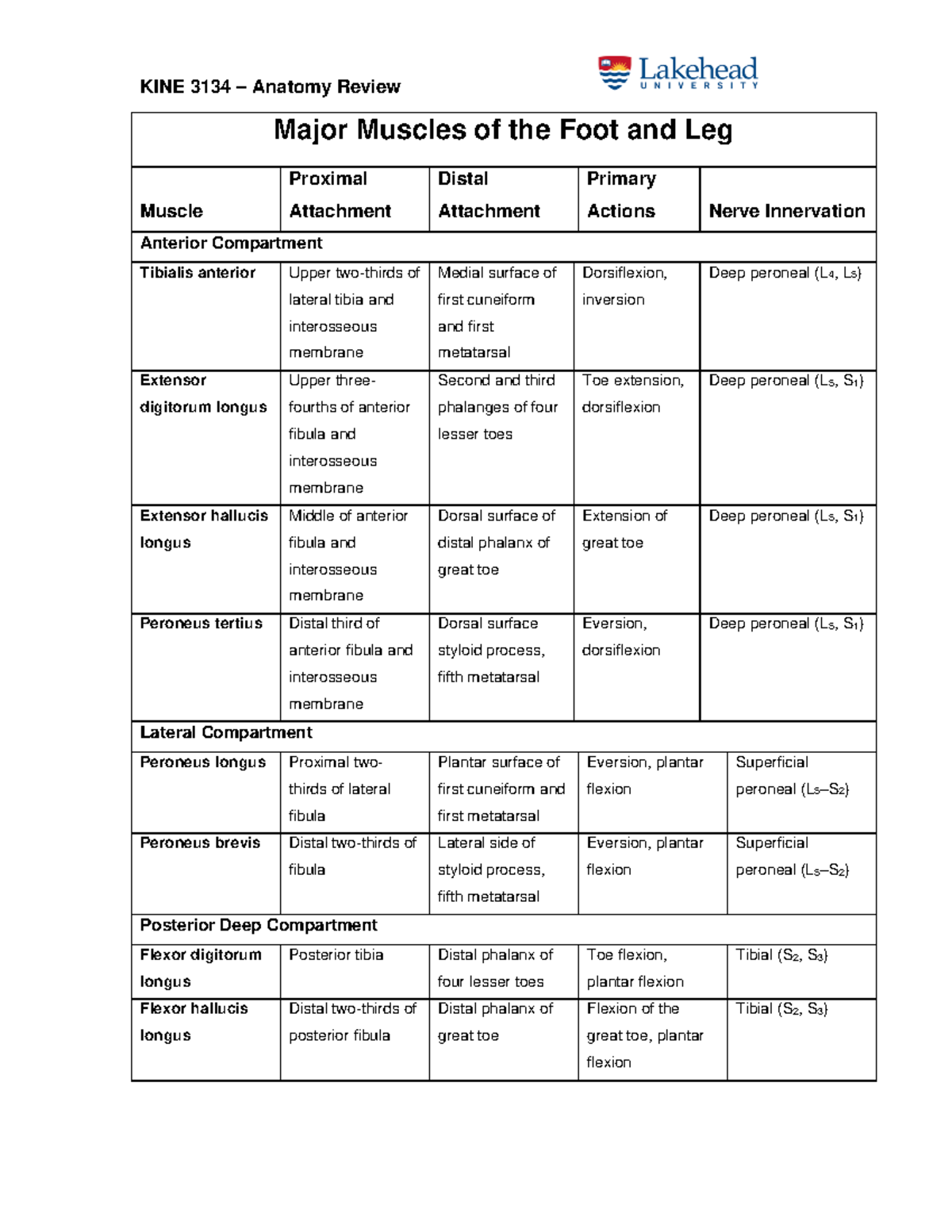 Muscles of the Lower Leg Ankle and Foot - KINE 3134 – Anatomy Review ...