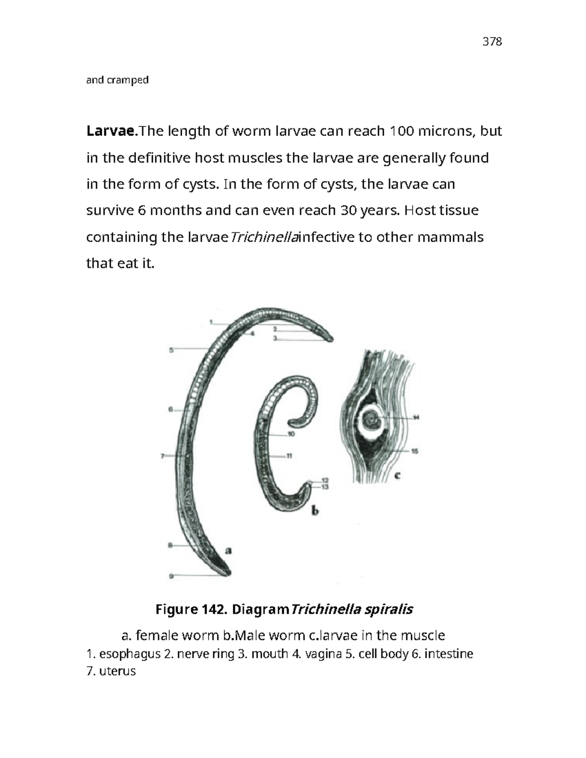 Rhabditiform Larvae In Dogs: Diagnosis & Treatment Guide - hszibfl