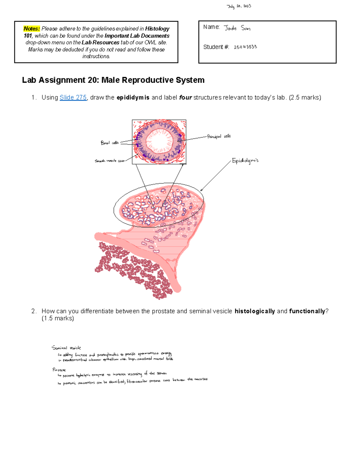 reproductive system lab assignment