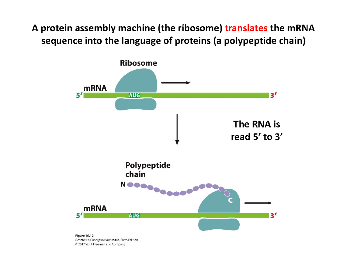 Lecture 9 leftover and review - A protein assembly machine (the ...
