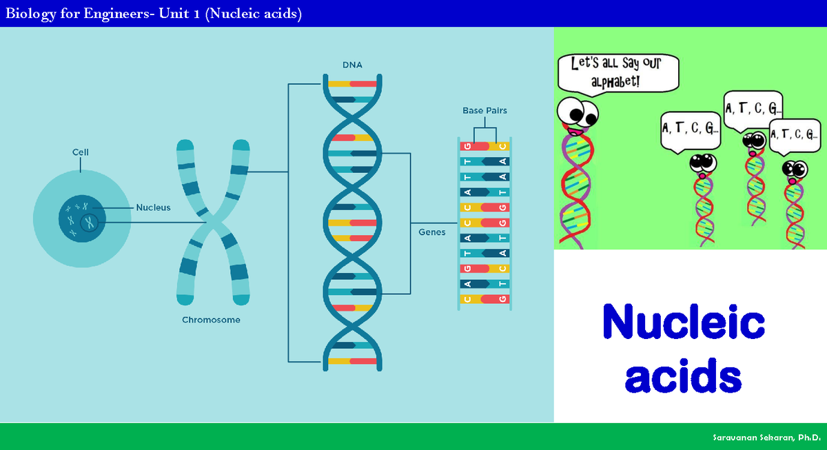 Unit 1 Nucleic acids Nucleic acids Central dogma Nucleic acids are