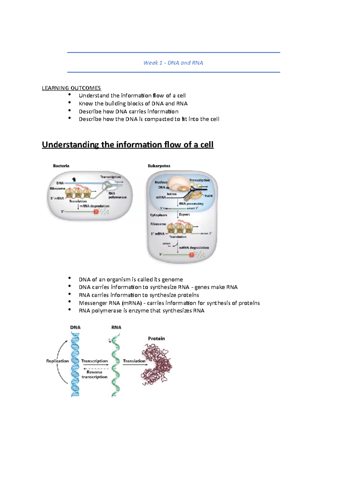 Week 1 Notes Molecular Biology - Week 1 - DNA And RNA LEARNING OUTCOMES ...