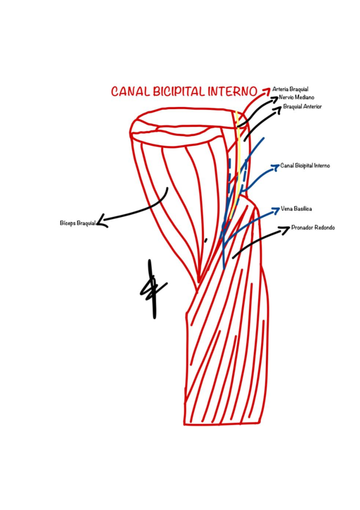 esquemas-2-esquema-anato-canal-bicipital-interno-arteria-braquial