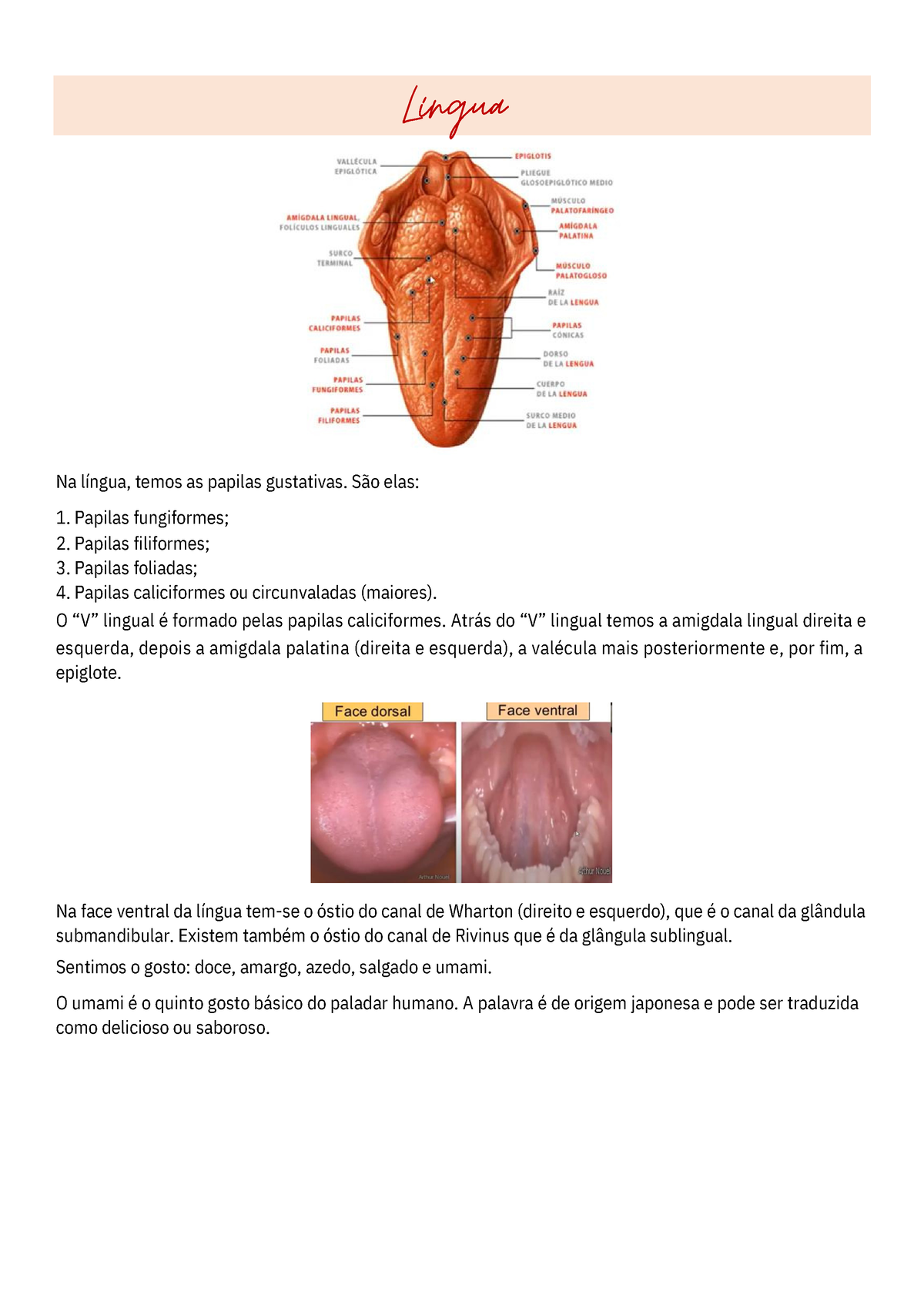 Anatomia e fisiologia da língua Na face ventral da língua tem se o óstio do canal de Wharton