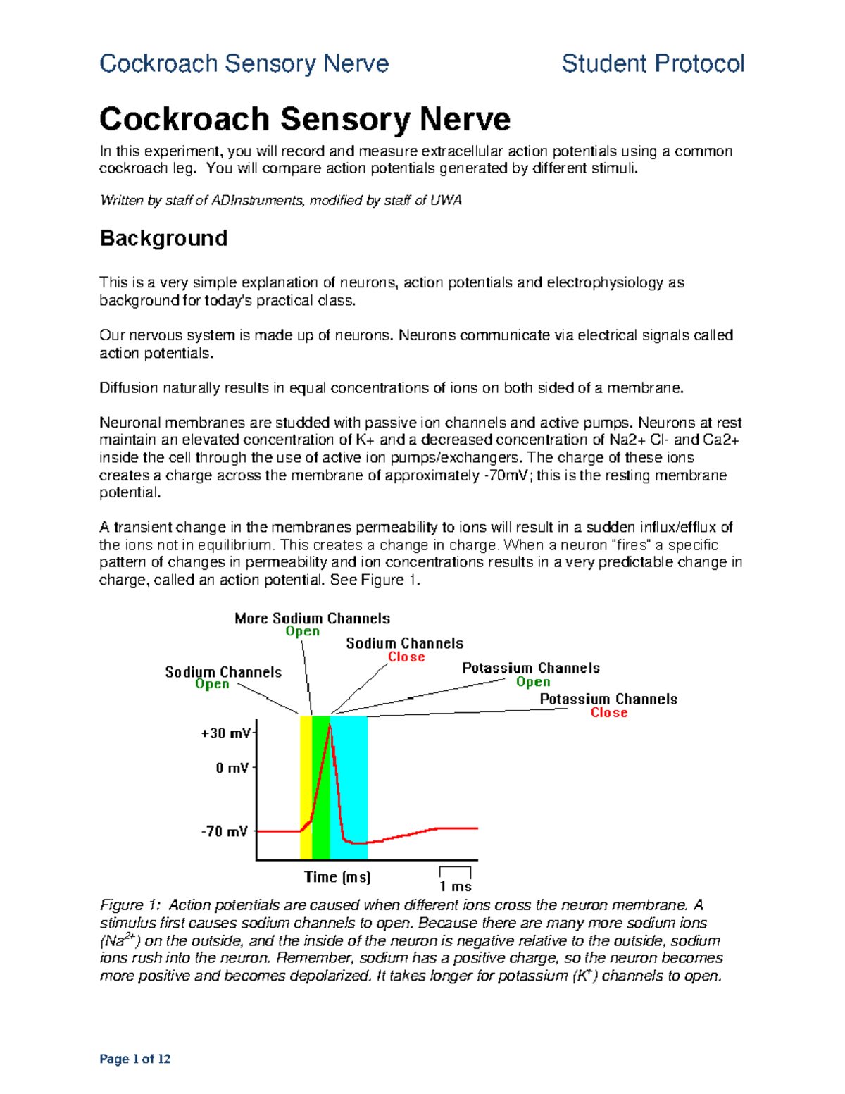 Cockroach Sensory Nerve Student Protocol UWA MAP 2019 - Cockroach ...