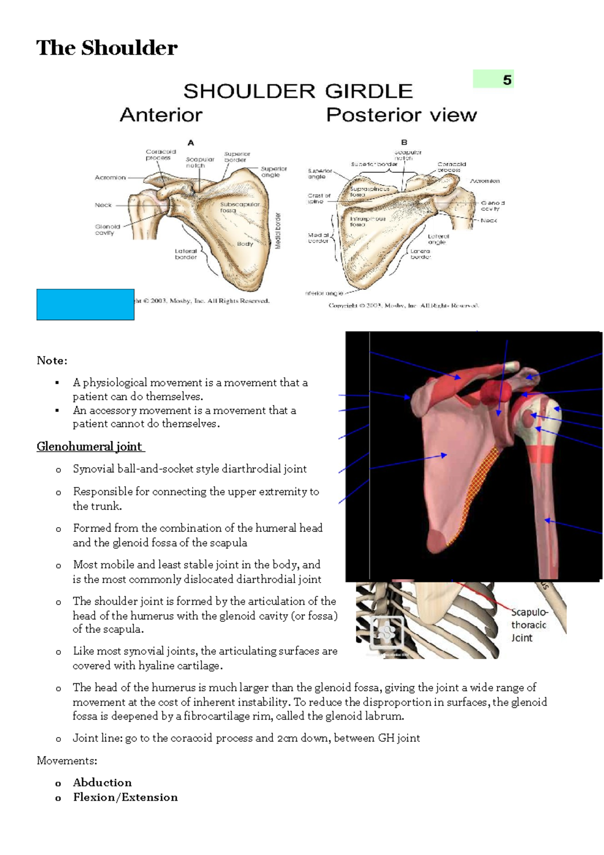 The Shoulder - The Shoulder Note: A Physiological Movement Is A 