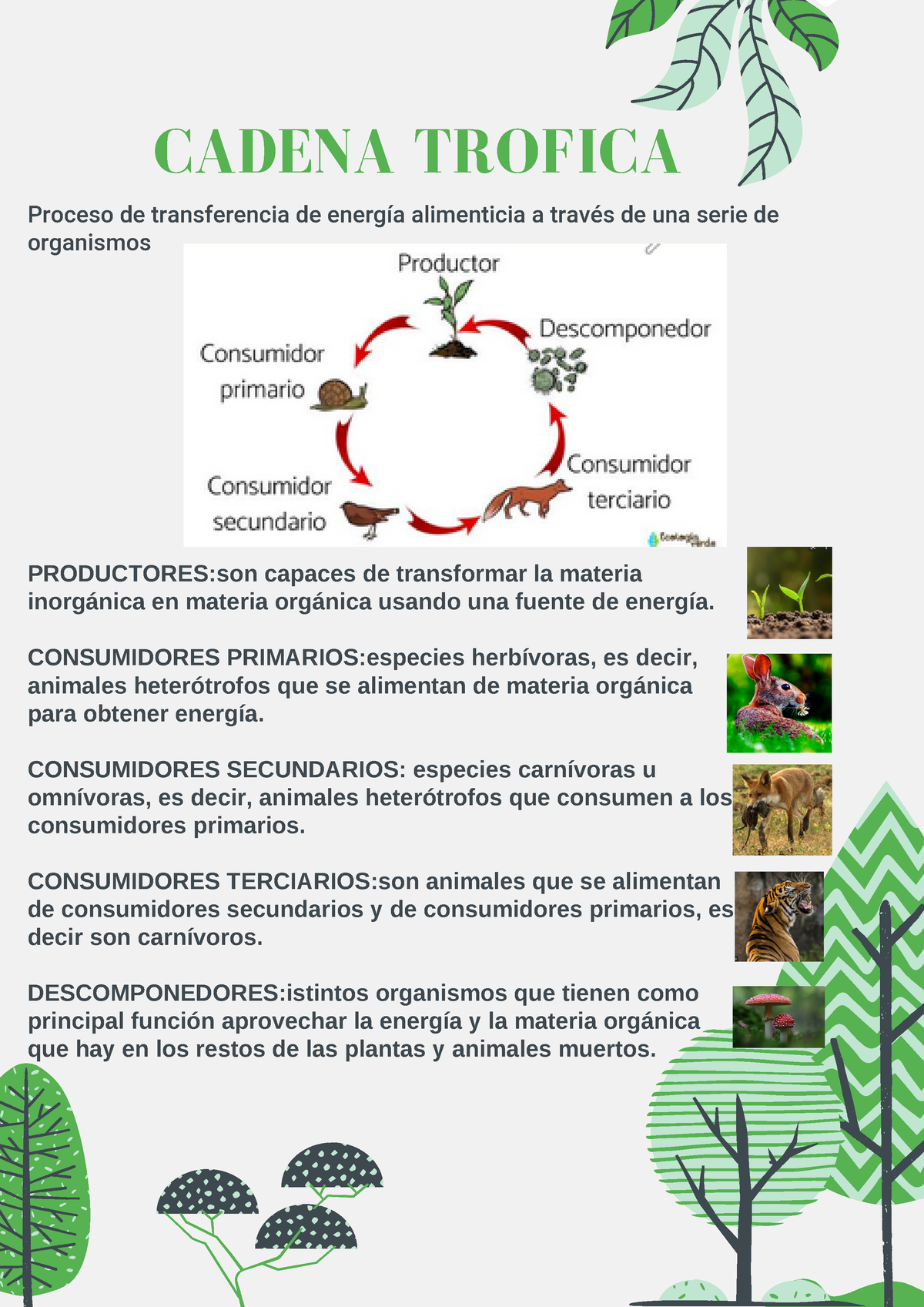 Cadena Trofica - CADENA TROFICA Proceso De Transferencia De Energía ...