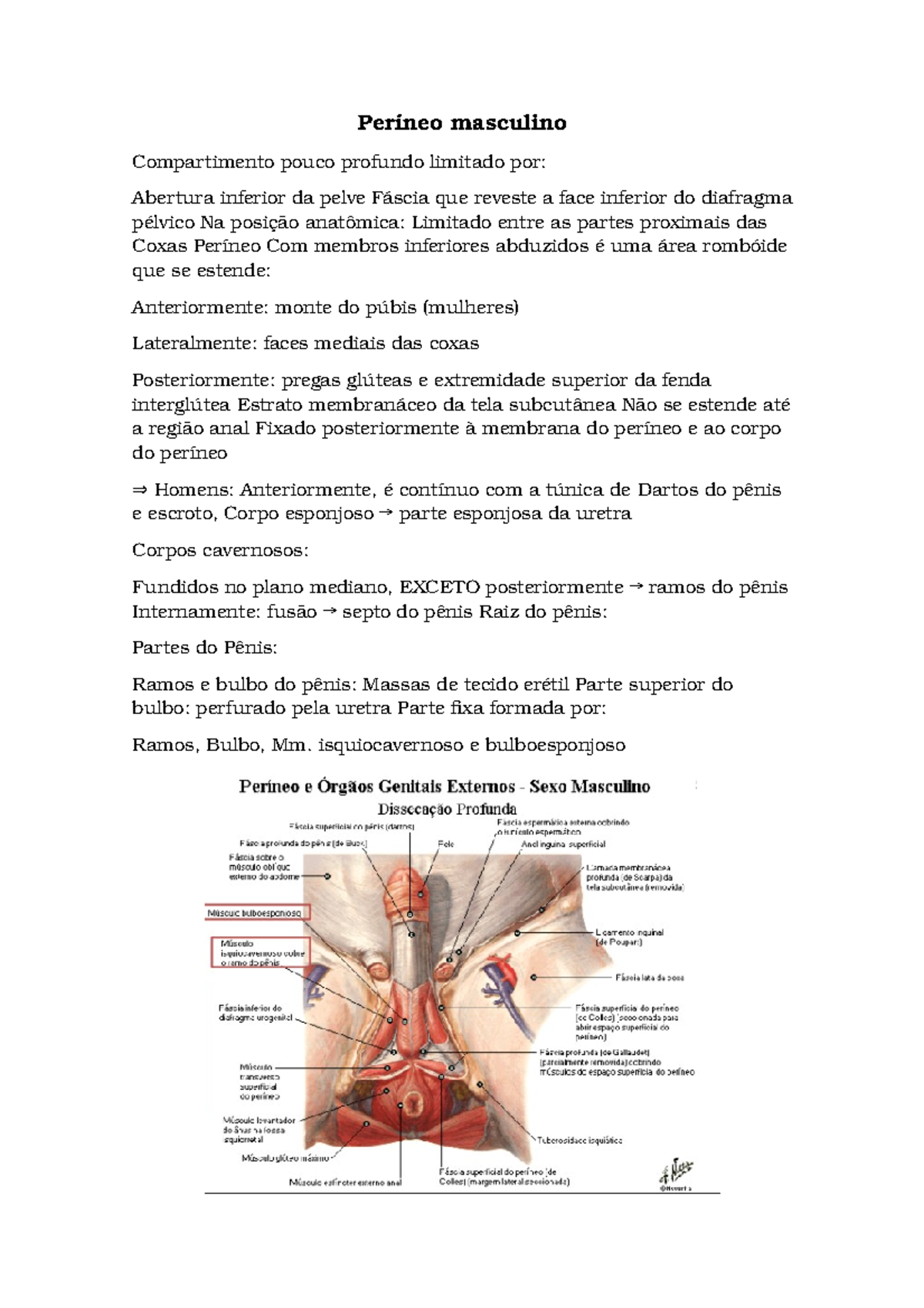 Períneo masculino Períneo masculino Compartimento pouco profundo limitado por Abertura