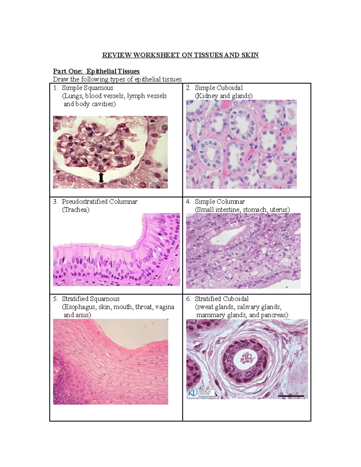 Review Worksheet ON Tissues AND Skinanswers BIO 251 StuDocu