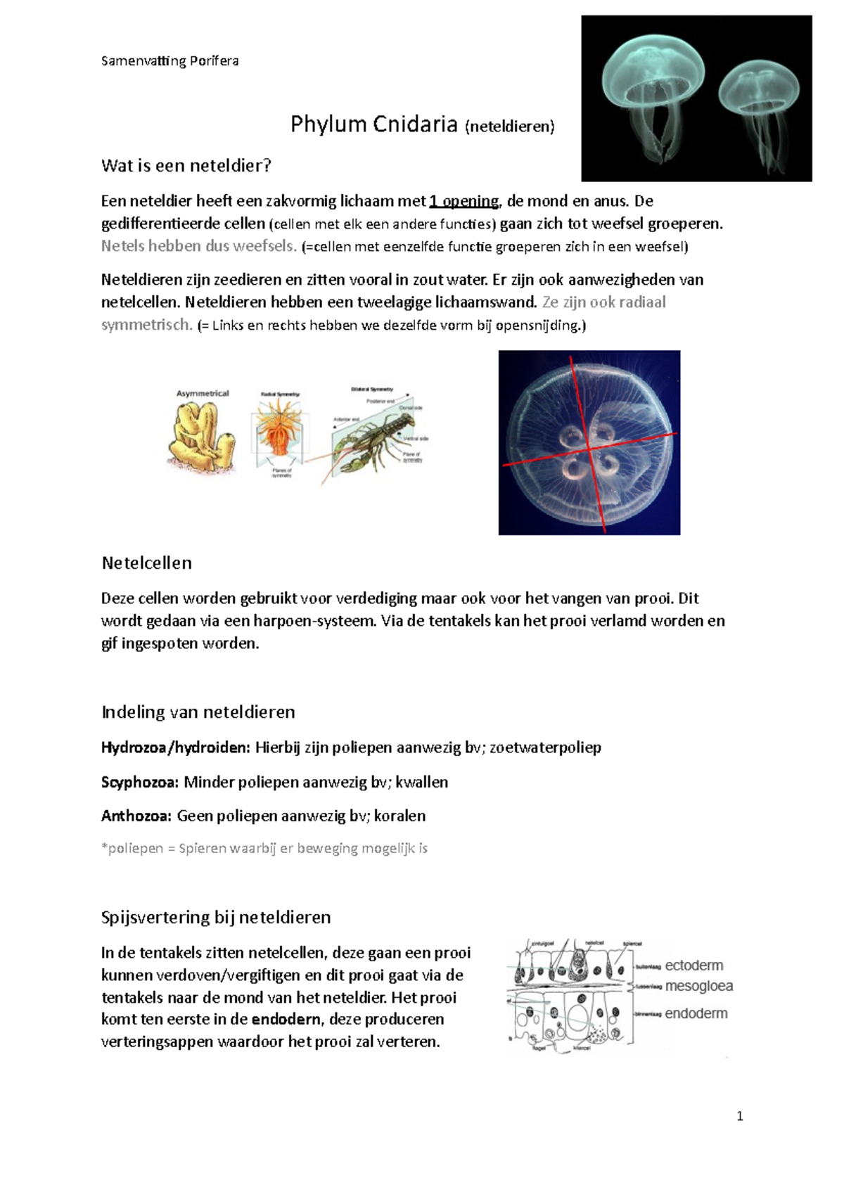 Phylum Cnidaria Neteldieren 2 - Samenvatting Porifera Phylum Cnidaria ...